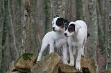 PARSON RUSSEL TERRIER 243